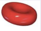 <p><span><span>Disc shaped cells used to transport oxygen around the body in the form of oxyhaemoglobin - shape allows flexibility which aids in preventing blood clots</span></span></p>
