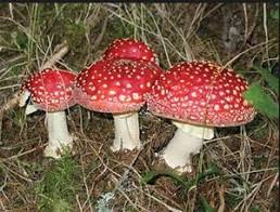 <p>Club fungi, basidia produce basidiospores</p>
