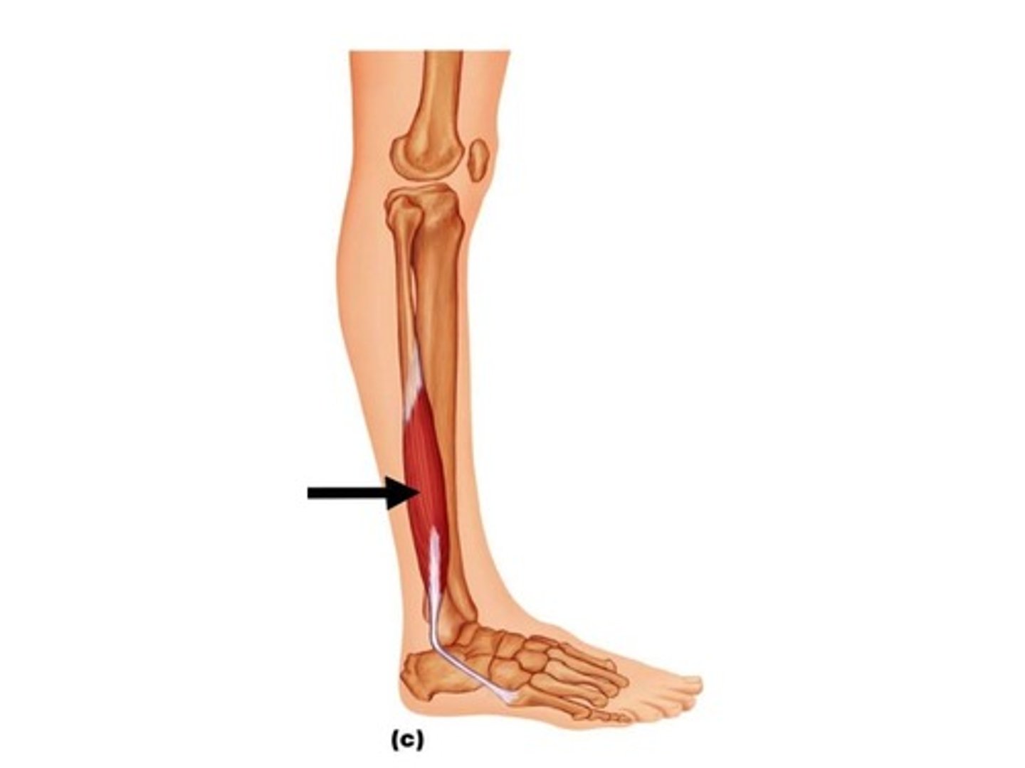 <p>Originates on the lateral fibular head and interosseus membrane; inserts on the lateral surface of the medial cuneiform and plantar base of the 1st metatarsal</p>