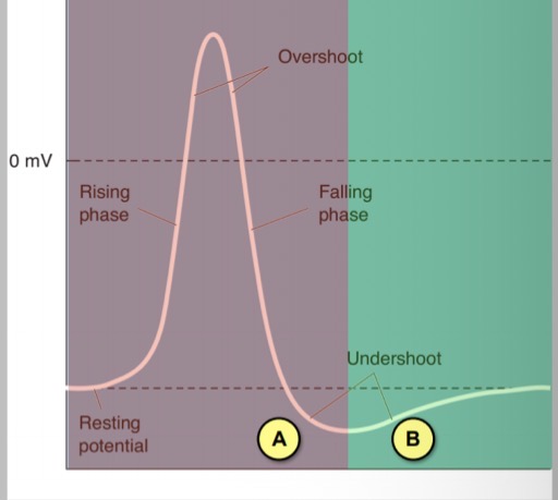 <p>When does relative refractory period occur?</p>