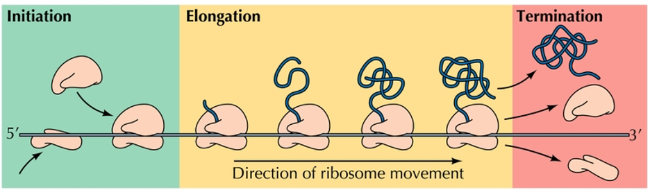 <p><span style="color: #d432ec">Initiation</span> is complex in eukaryotes (&gt;12 initiation factors) but simpler in prokaryotes.</p><ul><li><p>Starts when <strong>tRNA-methionine</strong> and <strong>mRNA</strong> bind to the small ribosomal subunit</p></li></ul><p>The peptide chain <span style="color: #ea3ce7">elongates</span> by subsequent addition of AAs as the ribosome moves down the mRNA. When a <strong>stop codon</strong> is reached (UAA), the reaction <span style="color: #df23e7">terminates</span>, the protein is released and the ribosome <strong>dissociates</strong> from mRNA.</p>