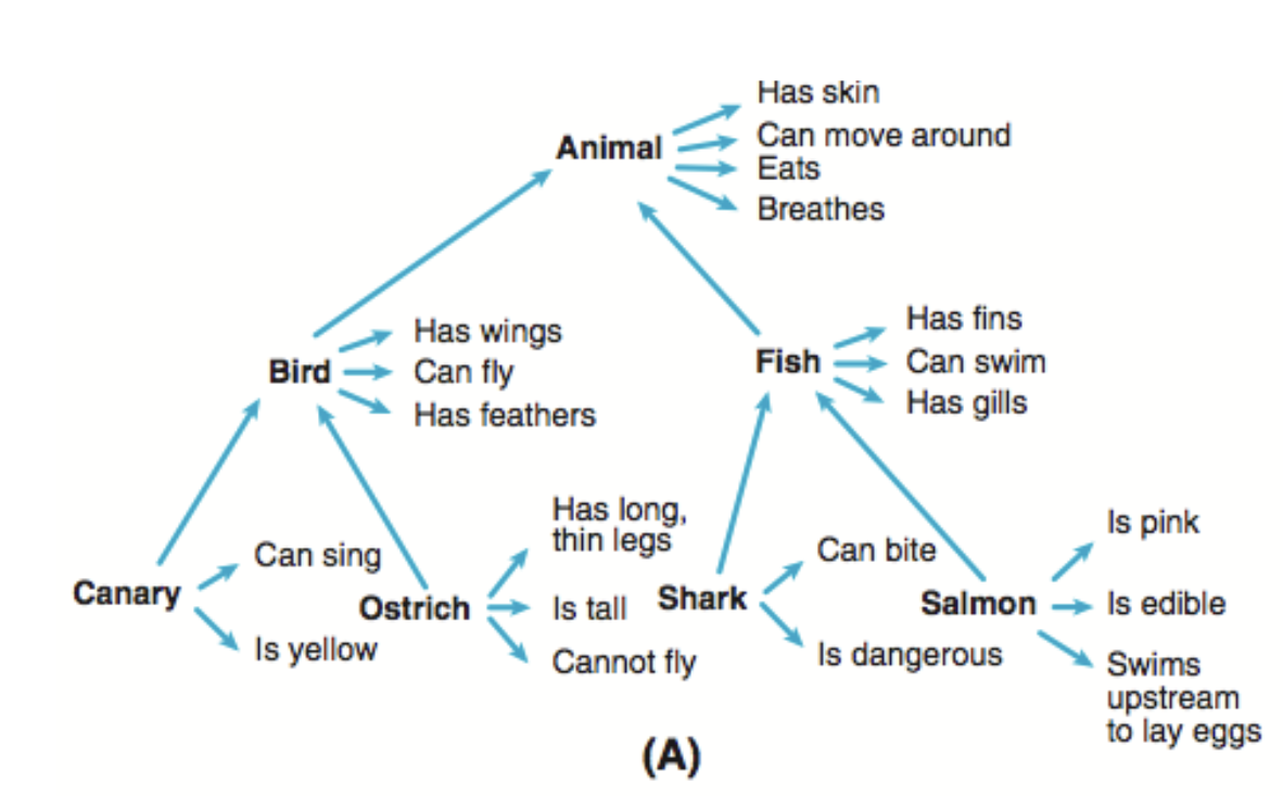 <p><span><span>Hierarchical network model (a connectionist model)</span></span></p><ul><li><p><span><span>Two types of nodes</span></span></p><ul><li><p><span><span>(Sub-)Category labels</span></span></p></li><li><p><span><span>Features</span></span></p></li></ul></li></ul><p></p>