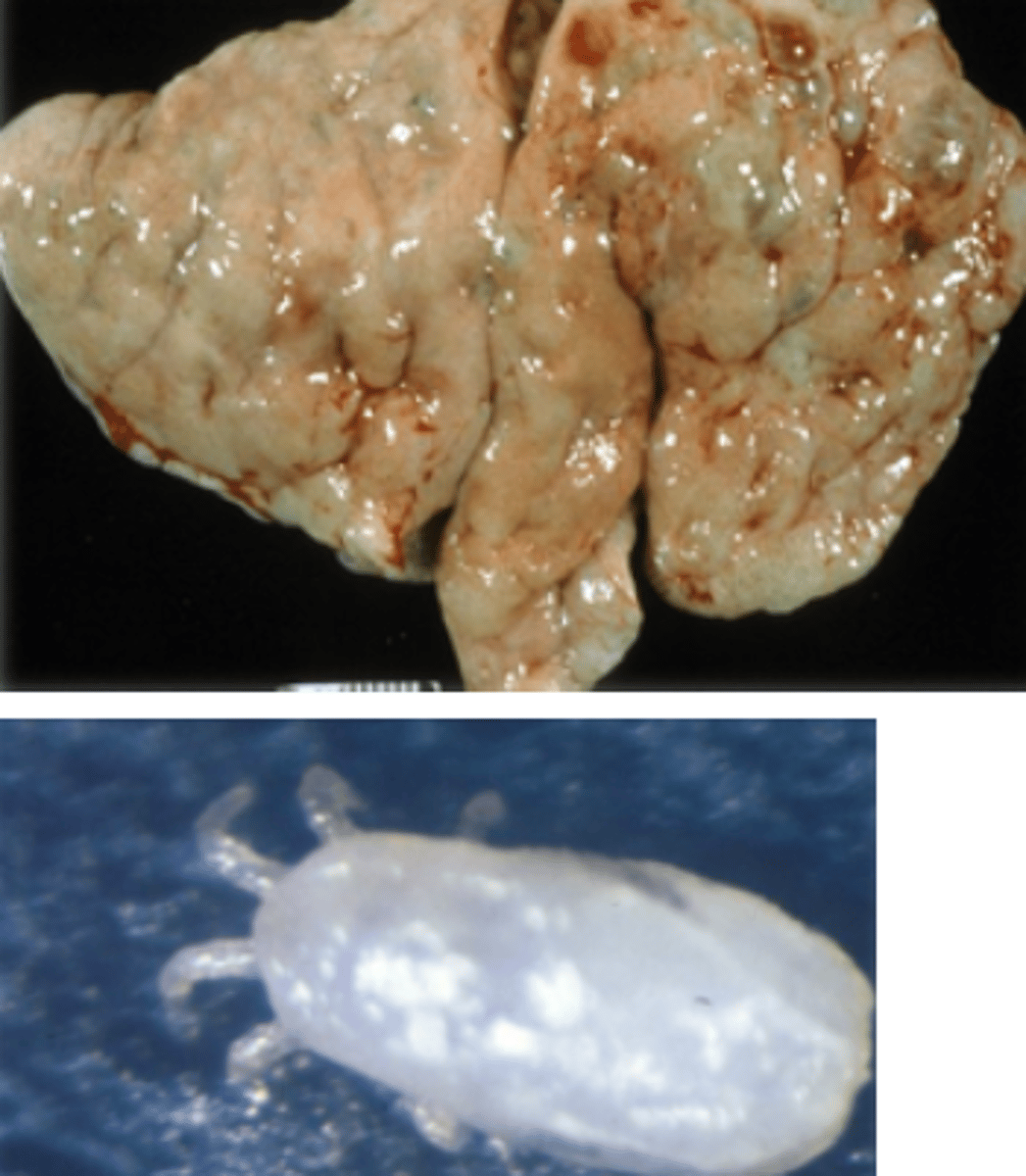 <p>Highly prevalent (100%) in wild caught macaques</p><p>Usually asymptomatic</p>