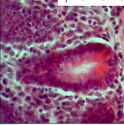 term image