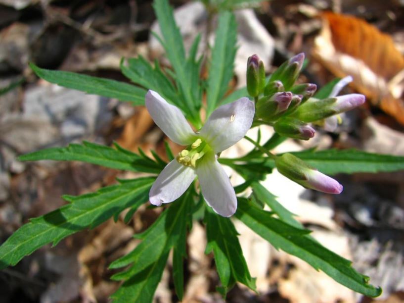 <p>A perennial herb with deeply lobed leaves and small white flowers, often found in rich, shaded woodland areas. </p>