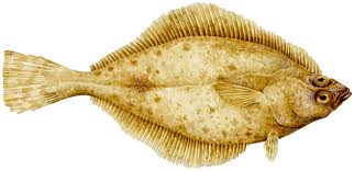 <p>Family Pleuronectidae</p>