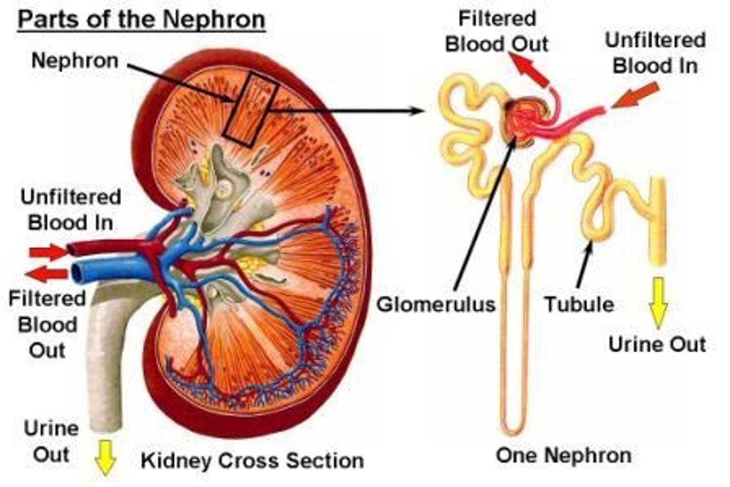 <p>glomerulus and renal tubules (proximal and distal)</p>