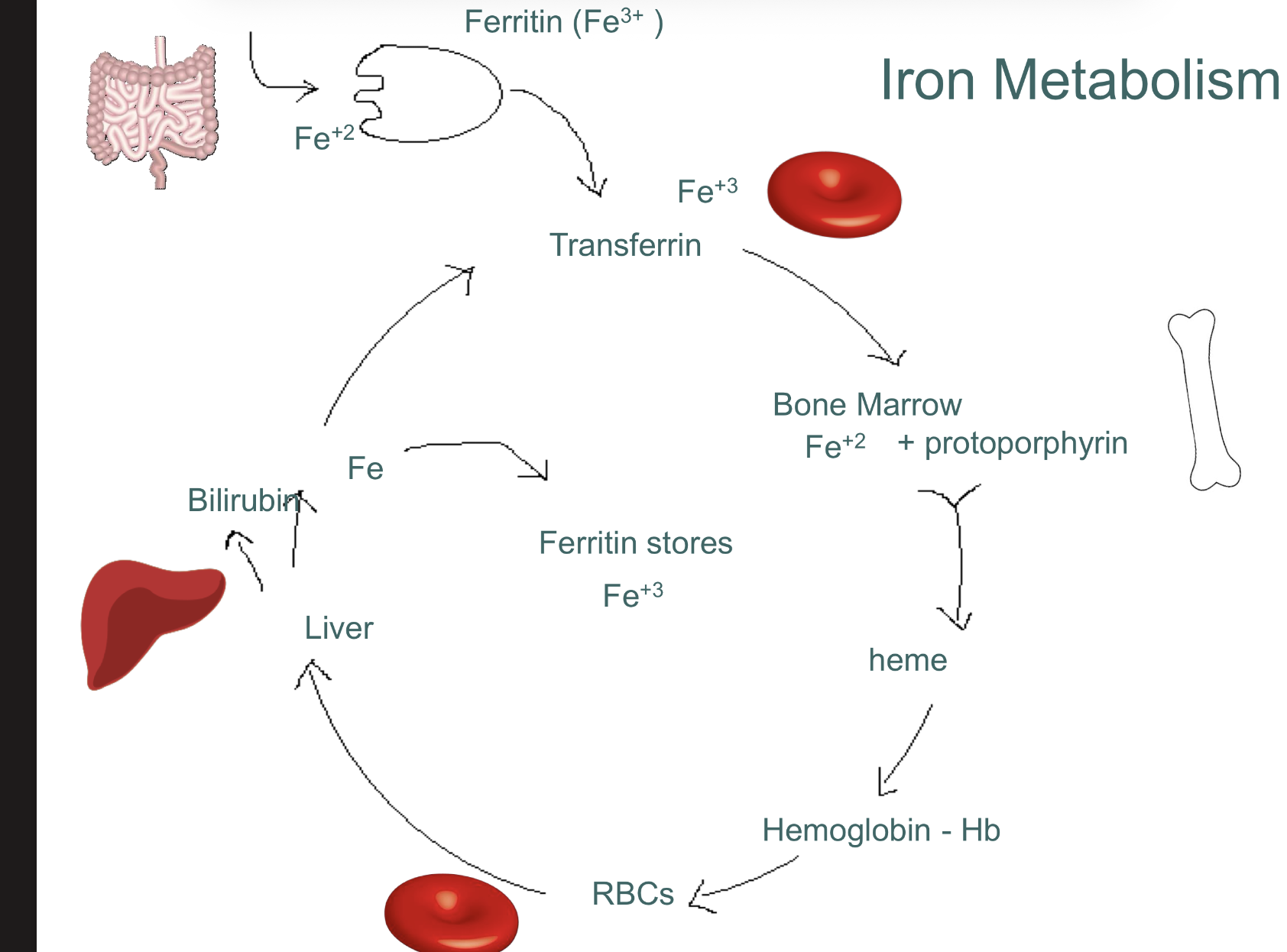 <p>Total: </p><p>1.0 mg (men)</p><p>1.4 mg (premenopausal women)</p><p> GI losses:</p><ul><li><p>GI blood (Hgb 0.35 mg)</p></li><li><p>GI mucosal (ferritin 0.10 mg)</p></li><li><p>Bile (0.20 mg)</p></li></ul><p> Desquamated skin cells and sweat (0.2-0.3 mg)</p><p> Urinary losses (<0.1 mg)</p><p> Menstrual losses (0.5 mg)</p>