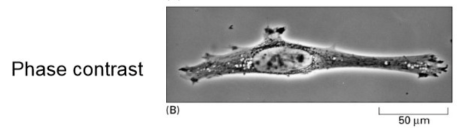 <p>Converts phase differences in light into brightness (amplitude) differences </p><ul><li><p>Light enters the specimen in phase, but waves travel at different rates through the sample depending on density, exits specimen in different phases</p><ul><li><p>The microscope converts these differences in wavelengths into brightness differences </p></li></ul></li></ul><ul><li><p>Increases contrast </p></li></ul><p></p>