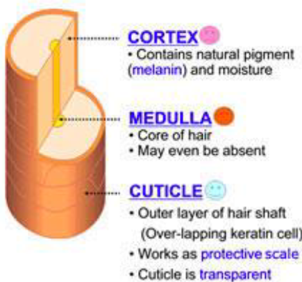 <ul><li><p><strong>Medulla</strong>: central core of large cells</p></li><li><p><strong>Cortex</strong>: several layers of flattened cells surrounding medulla</p></li><li><p><strong>Cuticle</strong>: outer layer consisting of overlapping layers of single cells</p></li></ul><p></p>