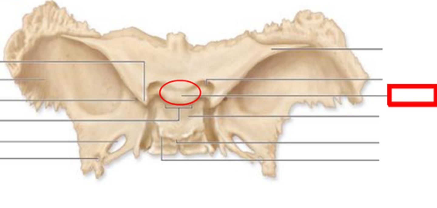 <p>location where the optic nerves criss-cross after entering through the optic foramen</p>