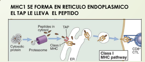 <p>Se presentan en MHC 1</p><p>Proteínas citosólicas son antígenos intracelulares:</p><ul><li><p>Proteínas VIRALES</p></li><li><p>TUMORALES</p></li><li><p>Proteínas VIEJAS (desnaturalizadas)</p></li></ul><p>Marcadas con <strong>ubiquitina</strong> y llevadas al <strong>proteasoma</strong> (que las destruye y libera péptidos)</p><p>Lleva los péptidos hacia afuera: <strong>TAP (puerta de salida de péptidos)</strong> (en reticulo endoplásmico)<span data-name="fast_forward" data-type="emoji">⏩</span> Transporta en vesicula hacia MHC 1</p><p><strong>Tapacina</strong>: lo coloca en el <strong>MHC</strong> <strong>1</strong> en el reticulo endoplásmico</p><p></p>