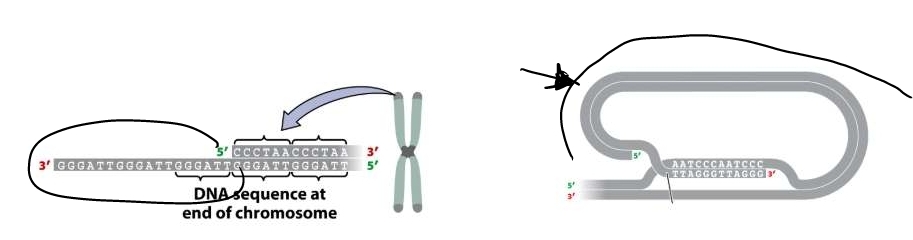 bind single stranded overhang- provide stability and prevent ends from degrading or sticking together 