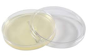 <p>Solid growth medium made from agar (jelly-like substance from algae) that contains nutrients:</p><ul><li><p>used to grow &amp; culture microorganisms (e.g. bacteria) in the laboratory</p></li></ul><p></p>