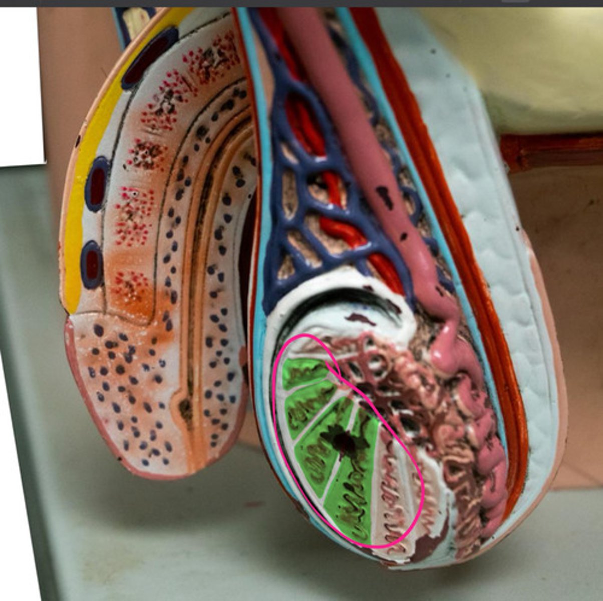 knowt flashcard image