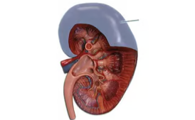 <p><span>Identify the highlighted covering of the kidney.</span></p>