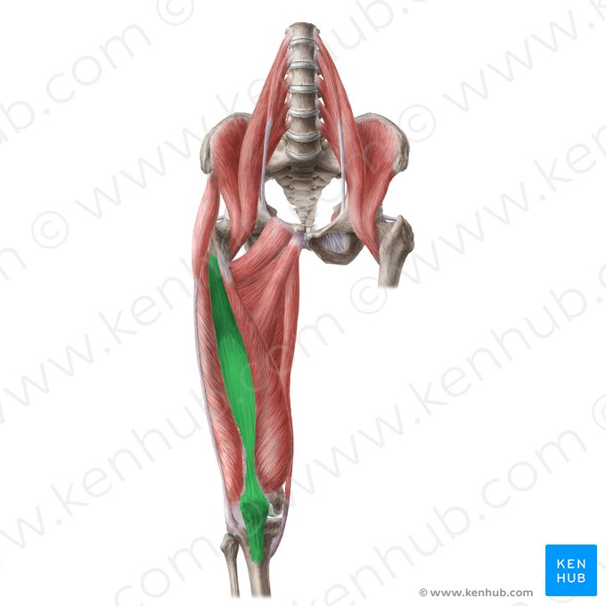 <p><strong>Origin</strong>: Femur</p><p><strong>Insertion</strong>: Tibial tuberosity via patellar ligament</p><p><strong>Action</strong>: Extends knee</p>