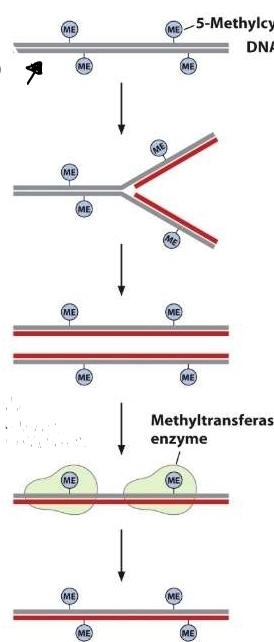 *DNA replication 
*both DNA molecules are hemimethylated 
-methylated on 1 DNA strand 
*special methyltransferase enzymes recognize hemimethylated DNA 