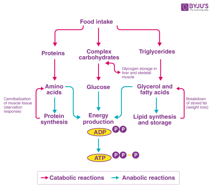 <p>Hydrolysis of macromolecules into monomers</p><ul><li><p>Digestion </p></li><li><p>Oxidation of substrates in respiration</p></li></ul><p></p>