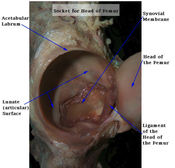 <ul><li><p>fibrocartilage</p></li><li><p>deepends socket and increase concavity</p></li><li><p>negative articular pressure</p></li><li><p>increases stability</p></li><li><p>nerve endings: proprioception (joint stability and balance) and pain </p></li></ul><p></p>