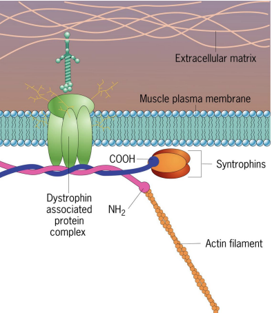 <p>DMD = Lack of protein, Dystrophin (anchor between actin filaments and PM in muscle cells), causes lack of structural support. </p><p></p><p>Affects both cardiac and skeletal muscle leading to deterioration</p>