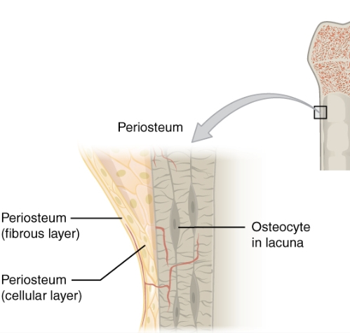 <p>A protective membrane that covers the outer surface of bones, containing blood vessels and nerves. </p>