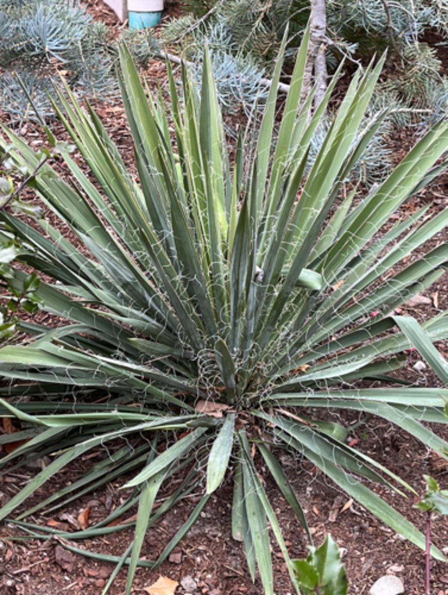 <p>classic yucca</p>