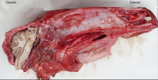 <p>What does this image show?</p>