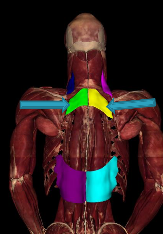 <p><strong>origin:</strong> spinous processes of vertebrae C7-T3</p><p><strong>insertion:</strong> upper borders of ribs 2-5</p><p><strong>innervation: </strong>2-5 intercostal nerves</p><p><strong>action:</strong> raise upper ribs aiding in inspiration</p>