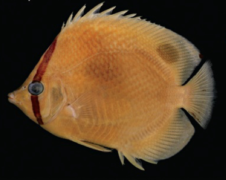 <p>What body shape is this fish?</p>