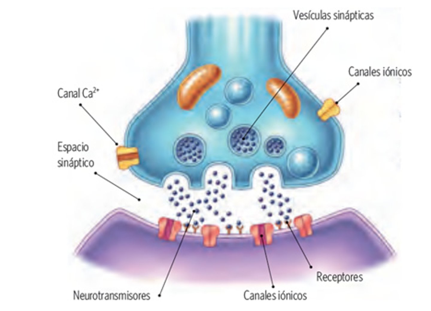 <p>Sustancias químicas que transmiten mensajes a través de la sinapsis</p>