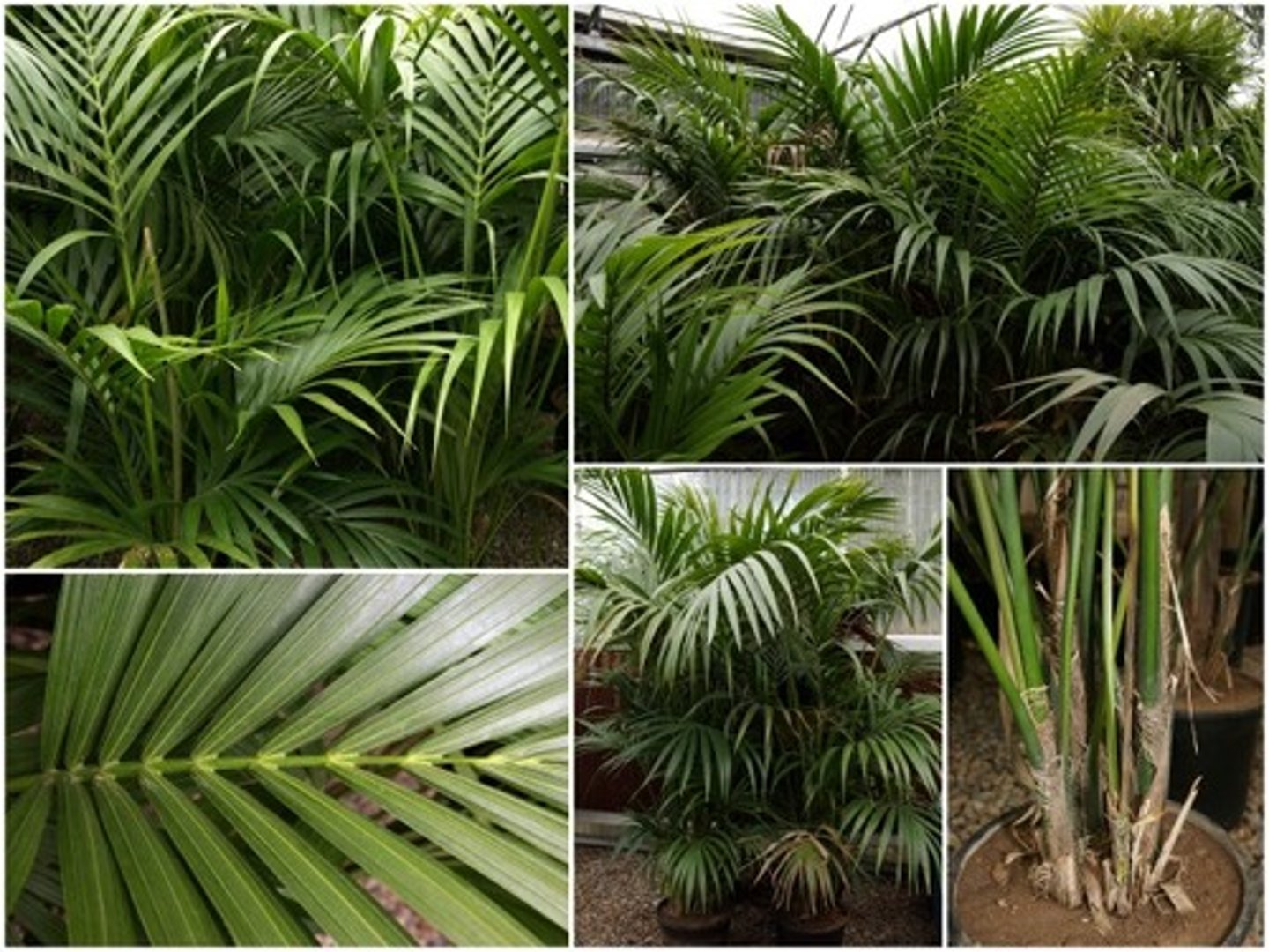 <p>Kentia Palm</p>