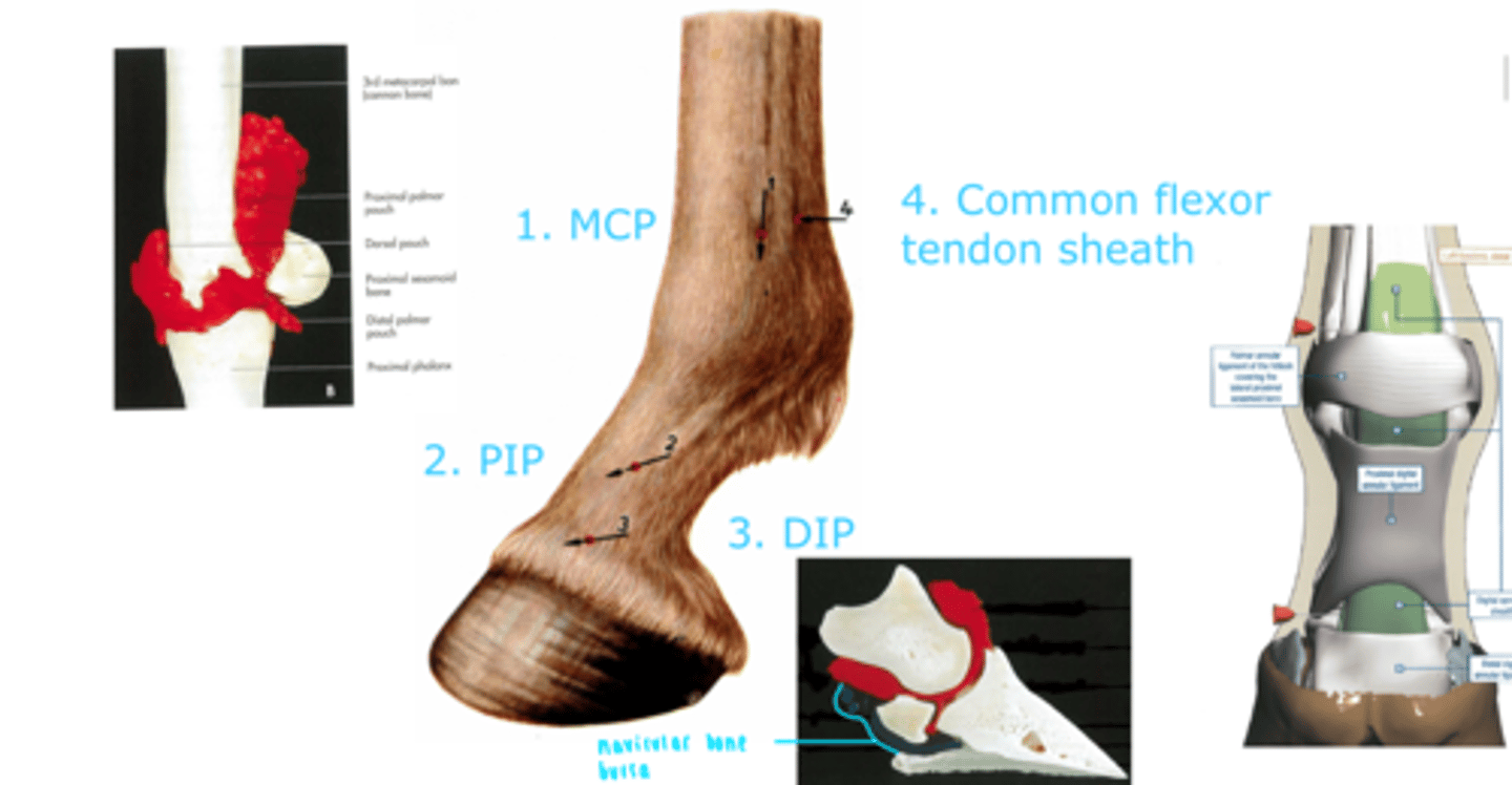 <p>1. Metacarpophalangeal joint (fetlock)</p><p>2. Proximal interphalangeal joint (pastern joint)</p><p>3. Distal interphalangeal joint (coffin)</p><p>4. Common flexor tendon sheath</p>