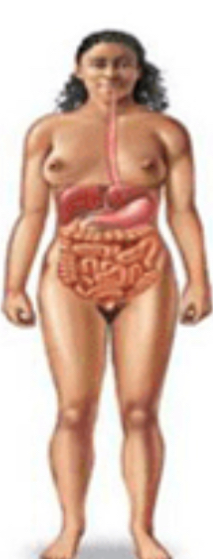 <p>Digestive system</p>