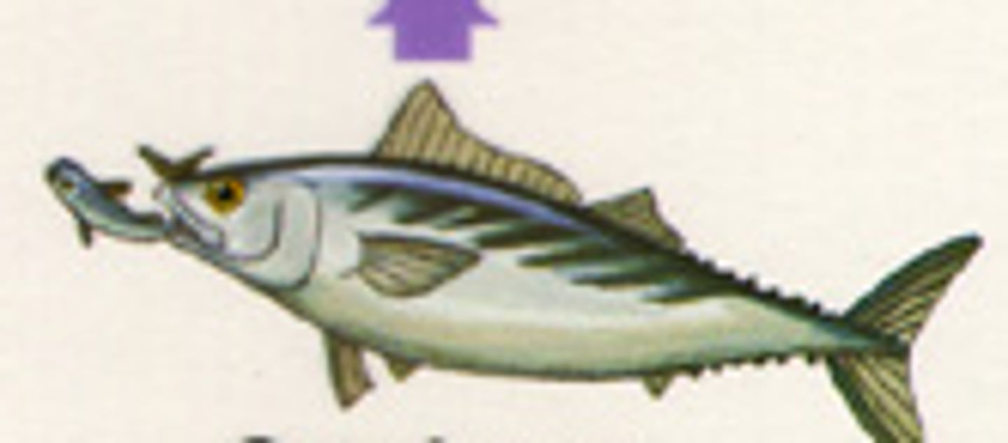 <p>Organisms that eat producers and/or other consumers for food</p>