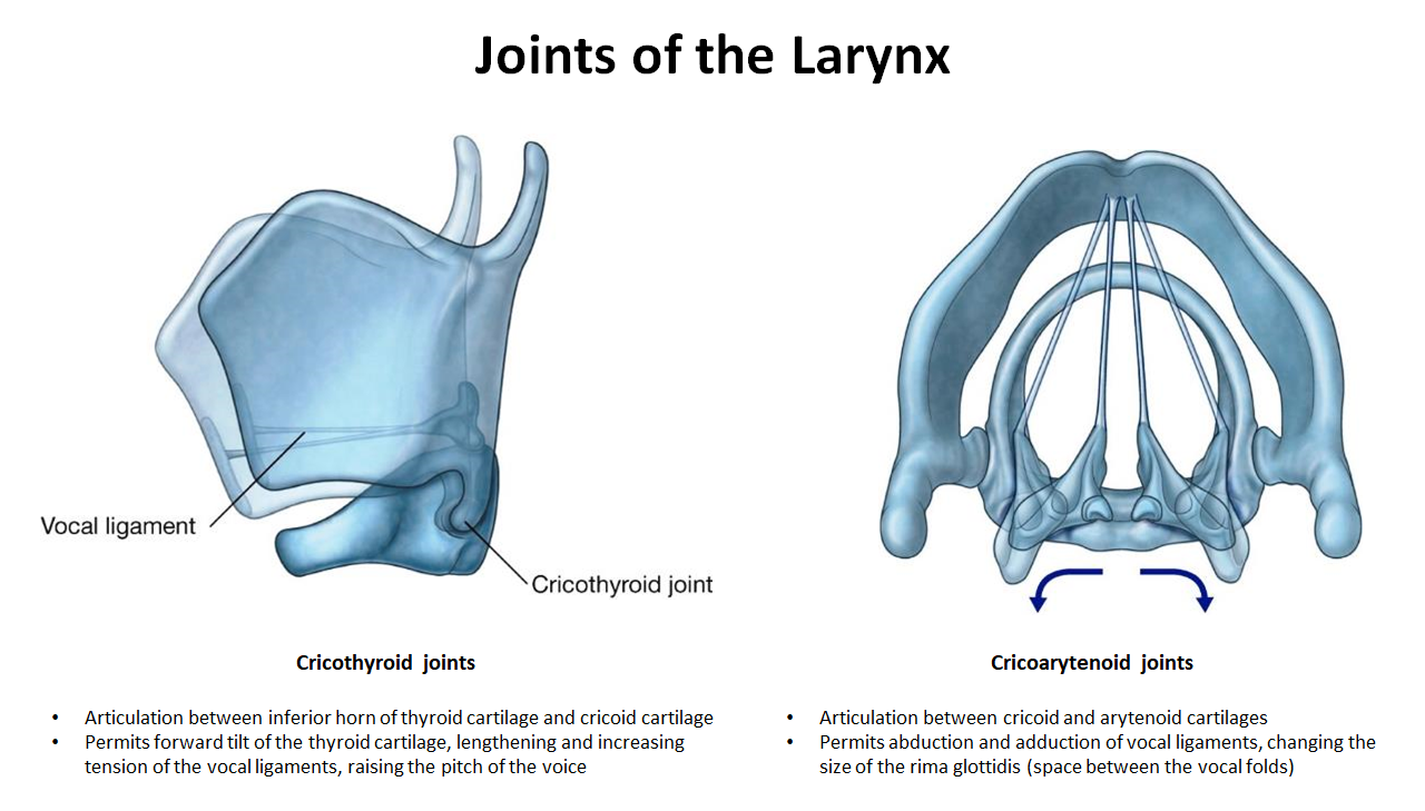 <ul><li><p><strong>Cricothyroid joint:</strong> tilts thyroid cartilage forward, <strong>tightens vocal cords</strong>, raises pitch</p></li><li><p><strong>Cricoarytenoid joint:</strong> moves arytenoids to <strong>open/close vocal cords</strong>, adjusts <strong>rima glottidis</strong> size</p></li></ul><p></p>