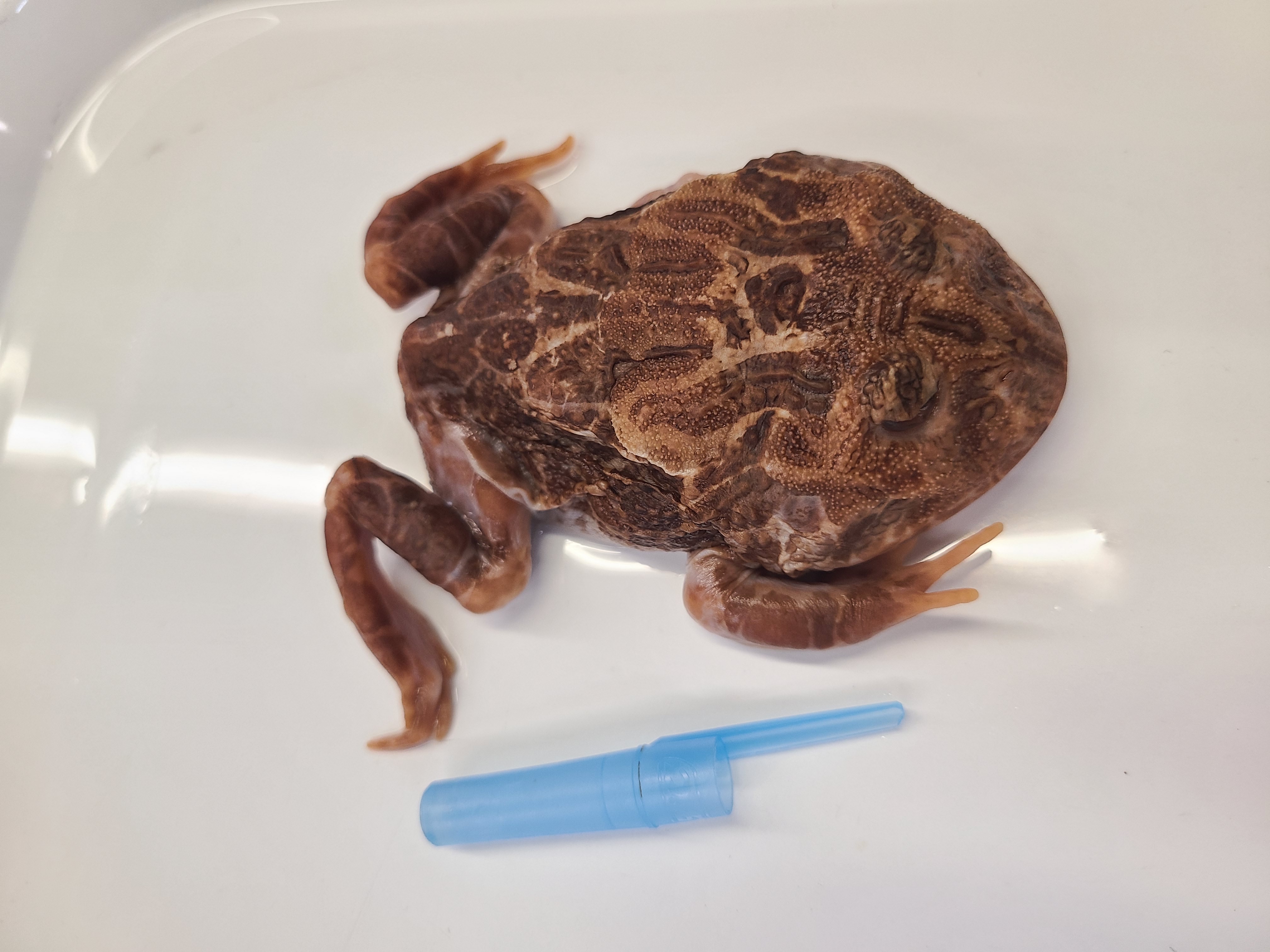 <p>Scientific name and distinguishing features</p>