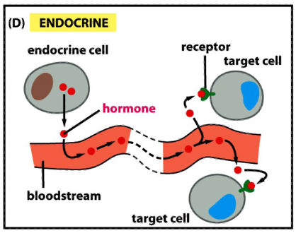 <ul><li><p>endocrine signaling depends on endocrine cells, which secrete hormones into the bloodstream for distribution throughout the body</p></li><li><p>signaling over long distances makes use of endocrine cells</p></li><li><p>the same types of signaling molecules are used in paracrine, synaptic and endocrine signaling; the differences lie in the speed and selectivity with whch the signals are delivered to their targets</p></li></ul><p></p>