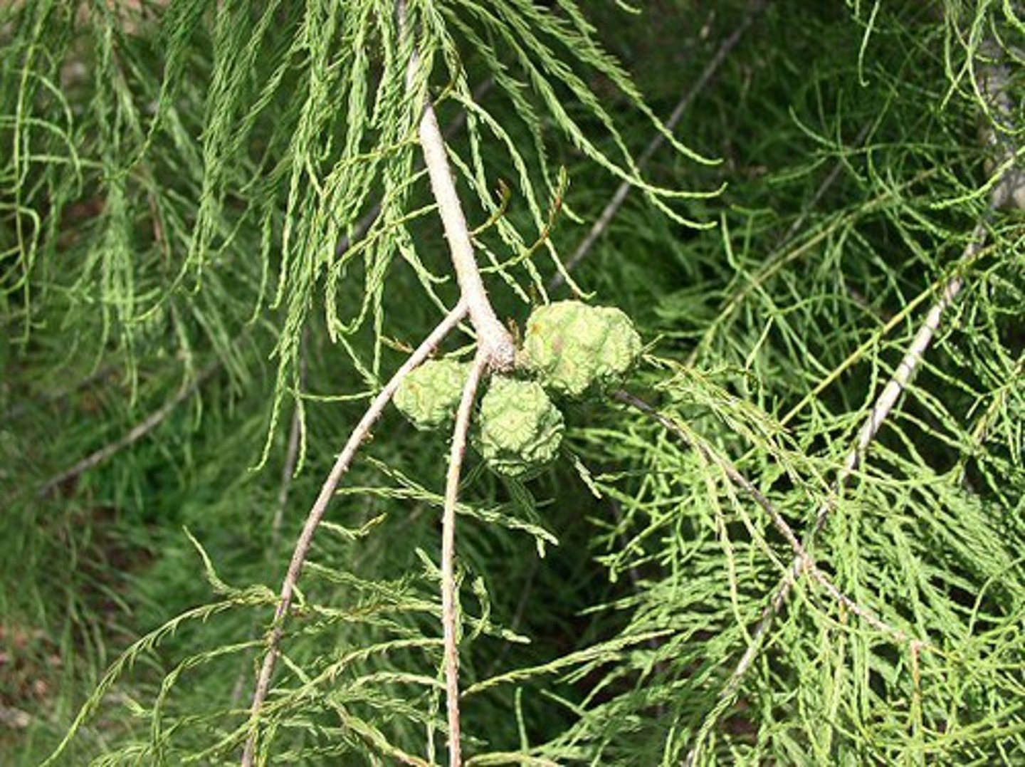 <p>Taxodium ascendens, Cupressaceae</p>