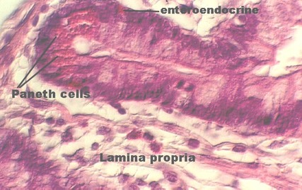 <p>Enteroendocrine cells </p>