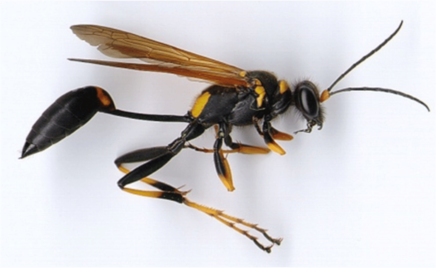 <p>Mud daubers</p>
