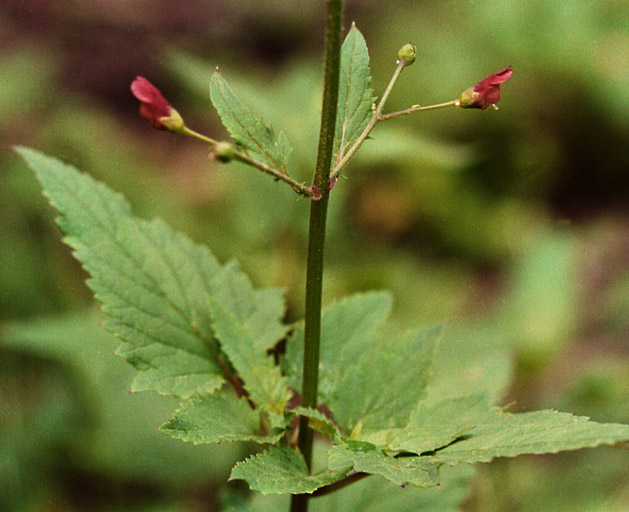 <p>triangular, serrated opposite leaves</p><p>small maroon flowers, bilaterally symmetrical with two petals up and three down; the latter sometimes appear as two petals to the side and one down</p><p>square stems</p>