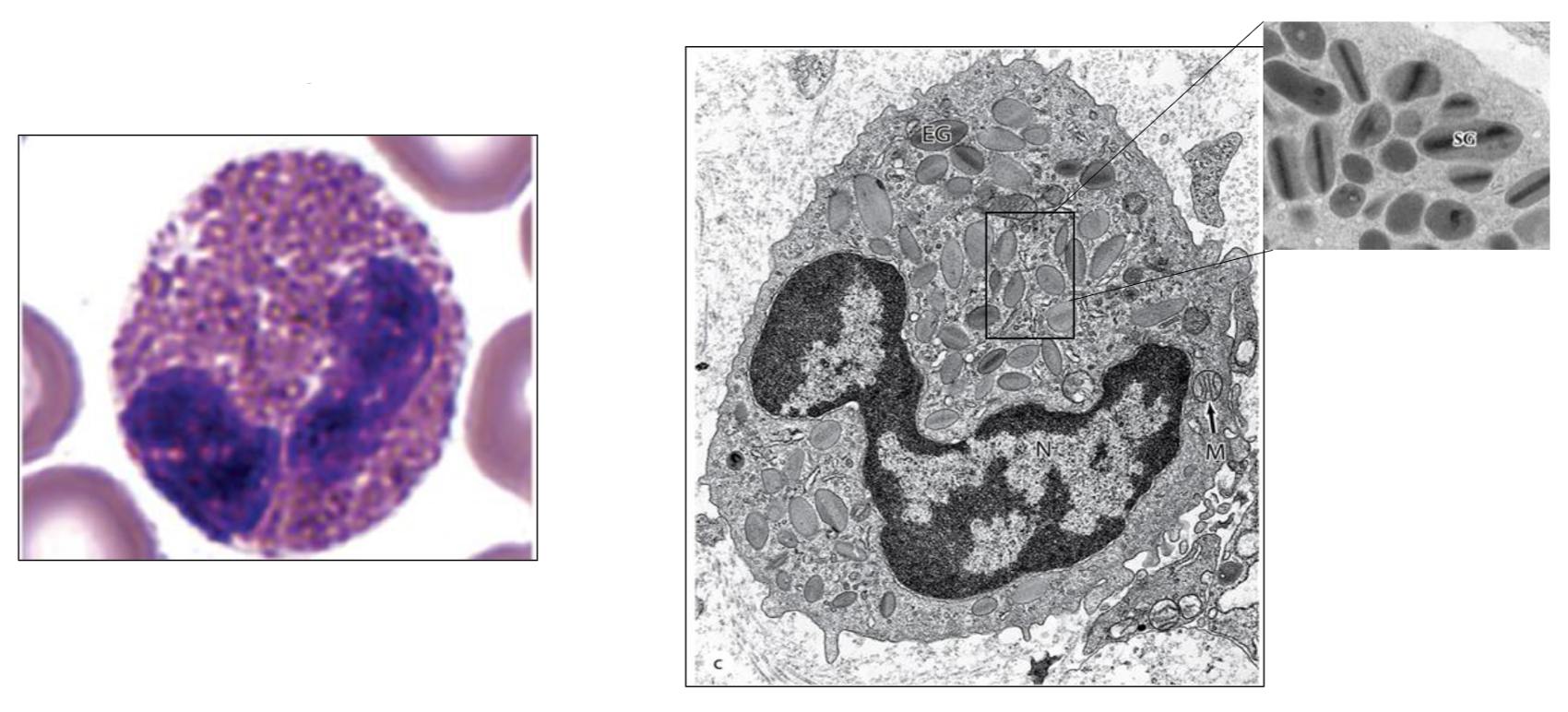 <p>What type of cell is seen here?</p>