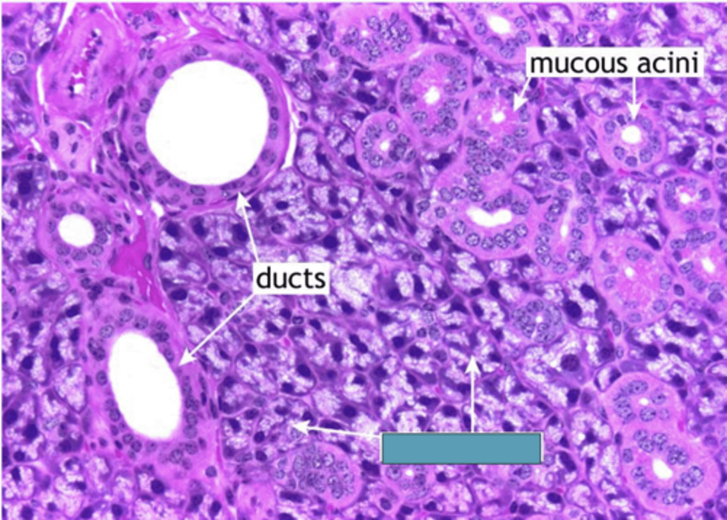 <p>Identify the structure</p>