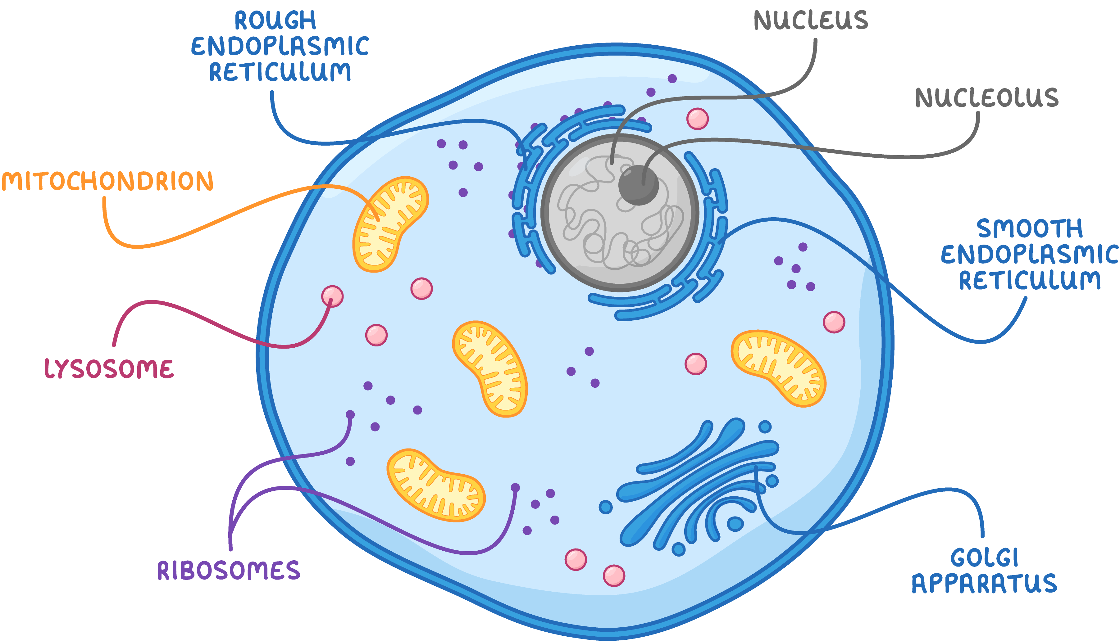 <p>✓ DNA <br>✓ Ribosomes <br>✓ Cell membrane <br>✓ nucleus <br>✓ Membrane bound organelles (mitochondria &amp; chloroplasts)</p>