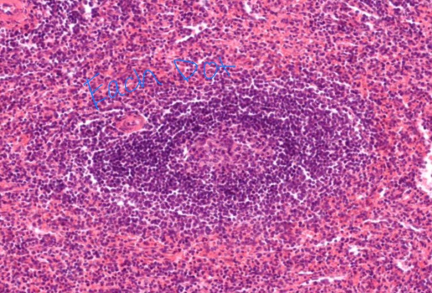 <p>each individual dot</p>