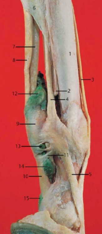 <p>Mm. Interossei Pfd </p>