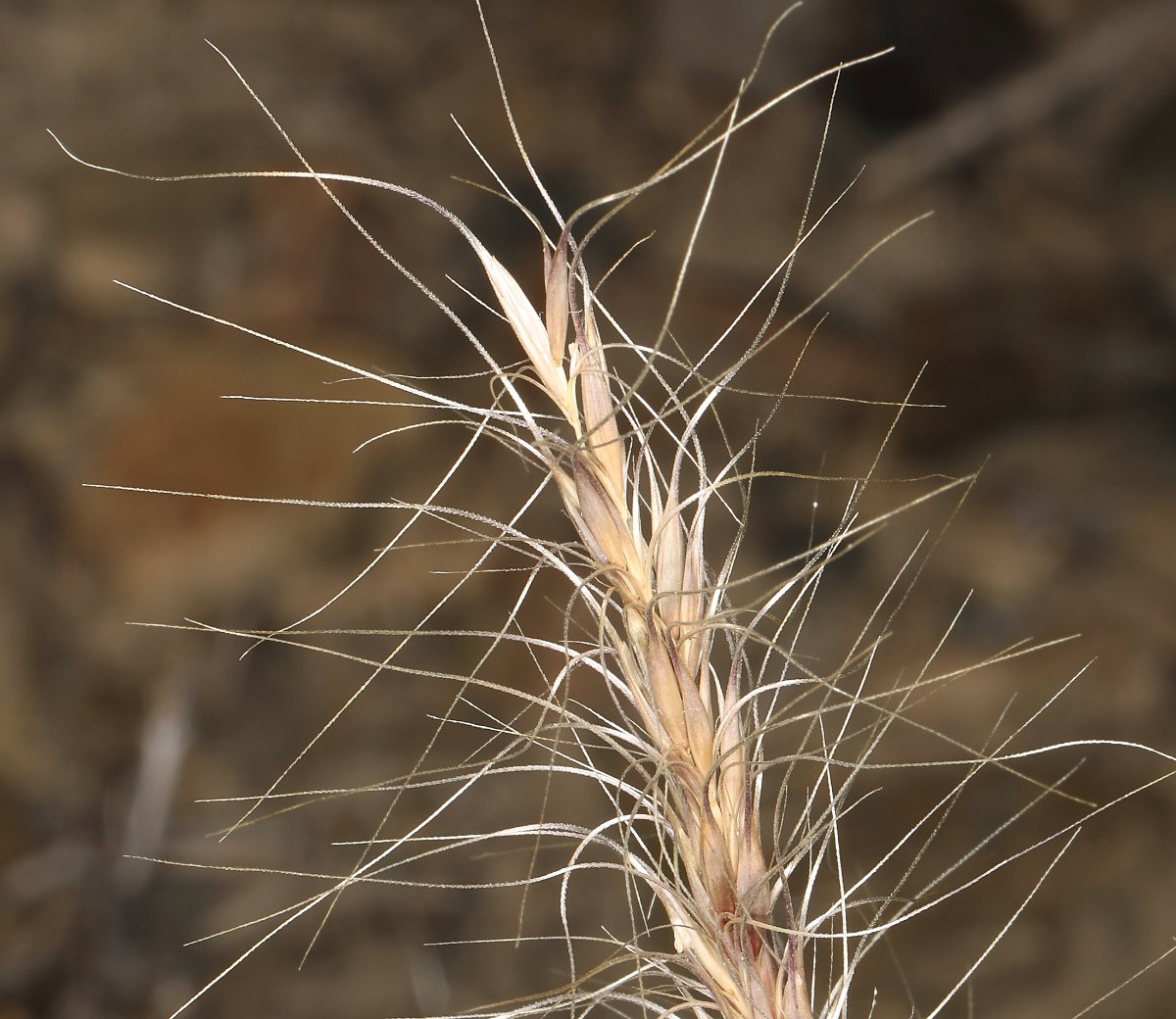 <p>What is this plant’s scientific name?</p>