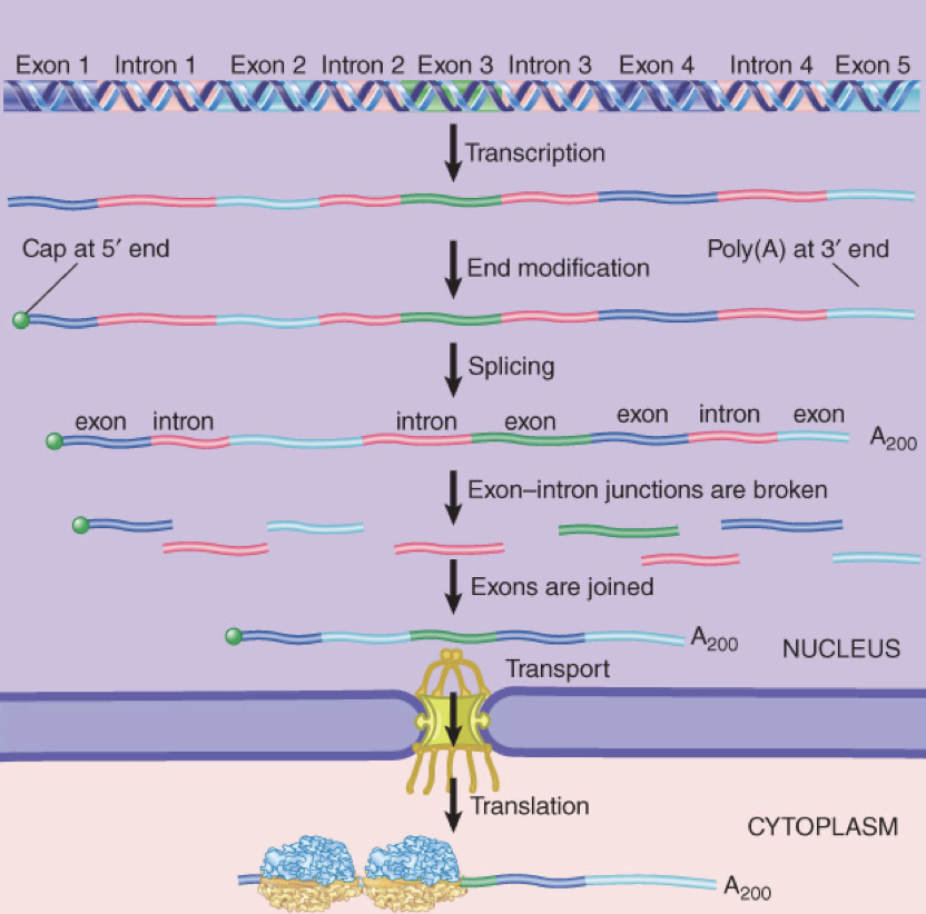 <p>nucleus</p><ol><li><p>addition of cap to the 5ʹ end</p></li><li><p>splicing to remove the introns</p><ul><li><p>requires breakage of the exon–intron junctions and joining of the ends of the exons</p></li></ul></li><li><p>addition of A’s to 3ʹ end</p></li><li><p>RNA editing</p></li></ol>