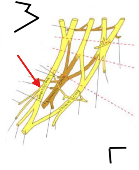 <p>What is this structure?</p>